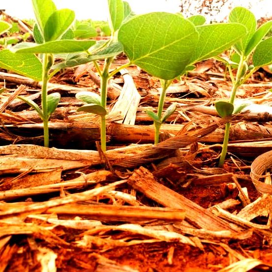 precision-planting-abade-plantacao-1